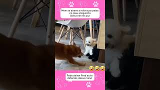 Não se atreva a relaz as patas 🐾 🤣 [upl. by Ahsinak]