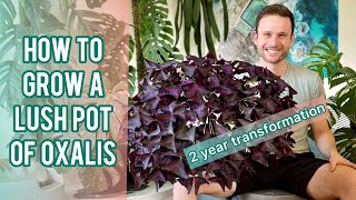 OXALIS CARE TIPS  Plant Spotlight oxalistriangularis [upl. by Nirraj]