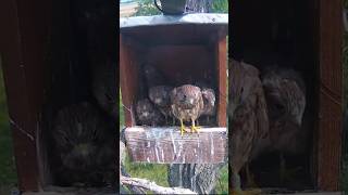 Kestrels mom brings rodent for chicks birds kestrels shorts rodents feeding [upl. by Cookie]