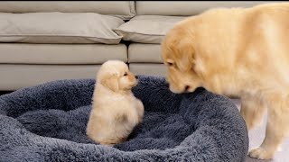 Golden Retriever Puppy Steals Dads Bed Funny Dog Reaction [upl. by Annekcm359]