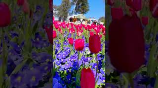 Tulip festival  flower paradise tulip canberralife flowers flowerfestival 2024shorts [upl. by Brena440]