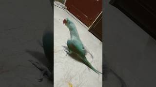 Raw parrot Dancing तोते का नृत्य [upl. by Nylhtac]