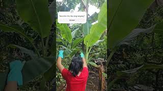 THIS IS HOW TO CUT BANANA LEAF SAGING banana [upl. by Bonnice985]