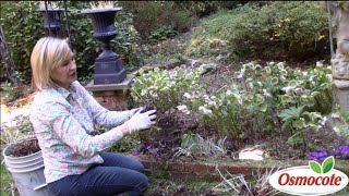 How to Separate amp Replant Astilbes in Deep Shade [upl. by Safier]