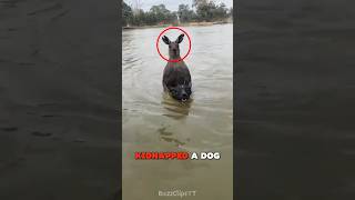 Man Saves Dog From A Violent Kangaroo 🦘 [upl. by Meris]