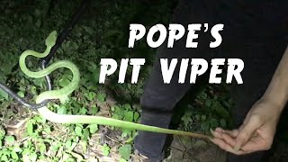 Pope’s Pit Viper Trimeresurus popeiorum  Herping Thailand [upl. by Emolas]