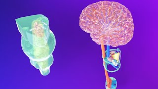 3D Medulla Embryology  Rhombencephalon Embryology Part 2  Neuroembryology Part 5 [upl. by Aniale]