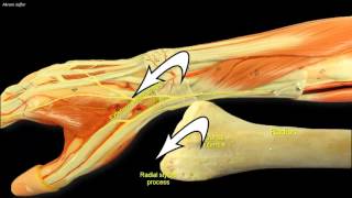 Compartments of the forearm extensor retinaculum [upl. by Sontag]