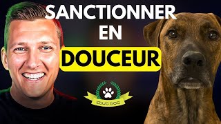 Comment punir son chien quand il fait des bêtises [upl. by Hamilton]