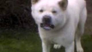 Japanese akita quotSheruquot barking [upl. by Janek898]