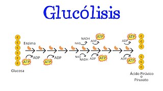 💥 Glucólisis 💥 Para principiantes  Generalidades Fácil y Rápido  BIOLOGÍA  QUÍMICA [upl. by Dnalloh]