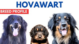 Hovawart Breed Profile History  Price  Traits  Hovawart Grooming Needs  Lifespan [upl. by Nawd772]