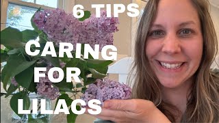 6 Tips for harvesting Lilacs Cut Flowers Gardening [upl. by Anole380]