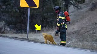 Brave Cat Suddenly Rushes to Accident Scene and Performs a JawDropping Act [upl. by Eelyk664]