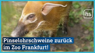 Nach 40 Jahren Die Pinselohrschweine sind zurück im Zoo Frankfurt  hessenschau [upl. by Barbarese]