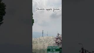 Shimla apple farm  HP travel travelvlog trendingshorts viralshorts minivlog shortvideo trend [upl. by Nahtnahoj]