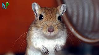 Top 10 facts about Gerbils youll wish youd known about sooner [upl. by Soule]