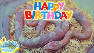 Cloud Colubrids ships out a snake for a girls 5th birthday 🎂 🐍 [upl. by Elleret]