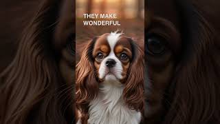 The Cavalier King Charles Spaniel is a great dog [upl. by Baer]