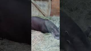 Der Tapir ruht sich aus 😴😴😴 [upl. by Chrotoem]