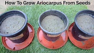 How To Grow Ariocarpus From Seeds Step By Step Guide [upl. by Eirrahs]