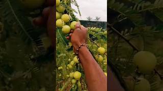 Amla farming in tamil amla gooseberrygooseberryrecipe gooseberryfarmingagribusiness leoreview [upl. by Nekcerb]