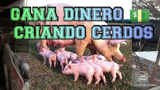 EMPIEZA UN NEGOCIO CRIANDO CERDOS DE ENGORDE🐖 [upl. by Gnuy]