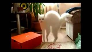 Lustige Katzen  Funny Cat Compilation HD  YOLO [upl. by Heidy]