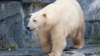 Das ist Berlins neuer kleiner Eisbär Wolodja [upl. by Naeerb132]