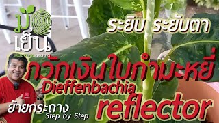 Dieffenbachia reflector กวักเงินใบกำมะหยี่ ระยิบ ระยับตา [upl. by Nivloc707]