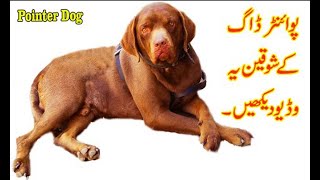 Pointer Dog Breed In Pakistan  Pointer Dog [upl. by Odama]