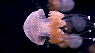 Underwater Beauty Spotted Jellies [upl. by Warner]