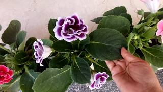 No1 indoor flowering plant Gloxinia care tips Sinningia speciosa [upl. by Rorke]