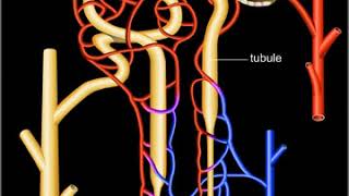 Néphron système de filtration rénale [upl. by Haydon]
