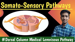 The DCML Pathway EXPLAINED  Dorsal ColumnsMedial Lemniscus [upl. by Frere]