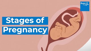 How your baby develops  Stages of pregnancy  Bupa Health [upl. by Croix]