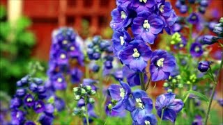 How to Grow Delphinium or Larkspur from Seed [upl. by Dorinda]