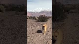 Terrifying encounter with stray dogs on a hike in Patagonia Argentina [upl. by Lennox920]