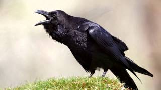 Raven  bird call  Learn The Sound A Raven Makes  Raven Sounds and Pictures [upl. by Euk968]