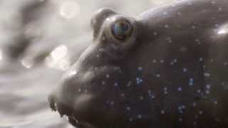 Mudskippers high jumps  Natures Greatest Dancers Episode 1 Preview  BBC One [upl. by Akire]