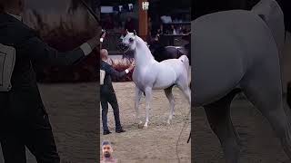 Arabic butifuol Hores Short Viduo horse horselover animals shortsvideo 🐎🐎🐎 [upl. by Ahsik]