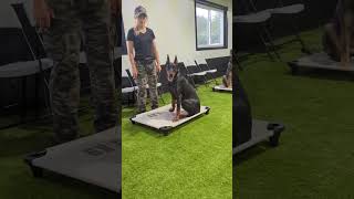 Malinois vs Doberman vs German shepherd [upl. by Sollars]