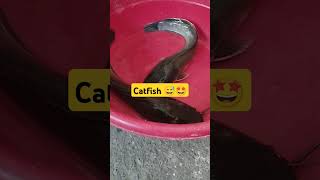 Catfish 😅😍 panlasang pinoy [upl. by Bigg924]