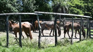 Un centenar de caballos recuperados fueron liberados en campos fuera de la ciudad [upl. by Pierre]