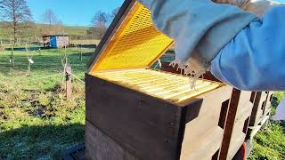 Winterbehandlung mit Oxalsäure und die entsprechenden Vorbereitungsarbeiten bienen imkern nature [upl. by Macnamara788]