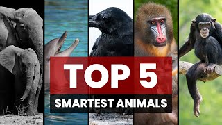 Top 5 Smartest Animals [upl. by Adnat209]