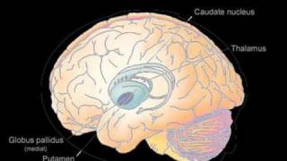 Basal Ganglia [upl. by Htnicayh323]