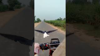 Yah parinde ki apni khubi haiviralvideo funnyclips [upl. by Anoel971]