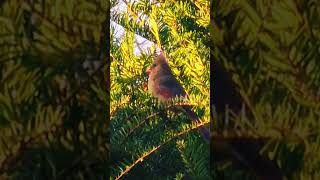 Female Cardinal is so pretty 😍 nature bird cardinal wildlife [upl. by Salim]