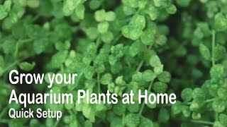 Grow your Aquarium Plants at Home  Quick Setup [upl. by Lance990]